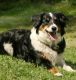 hund